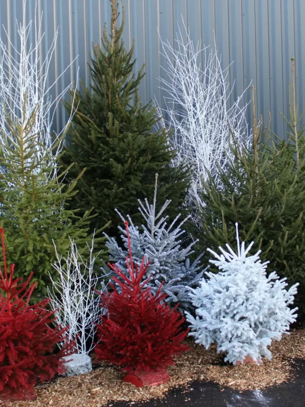 img11_1678782468_w2200