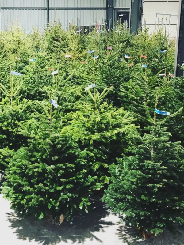 imgsapin_sur_pied_1_1656063404_w2200